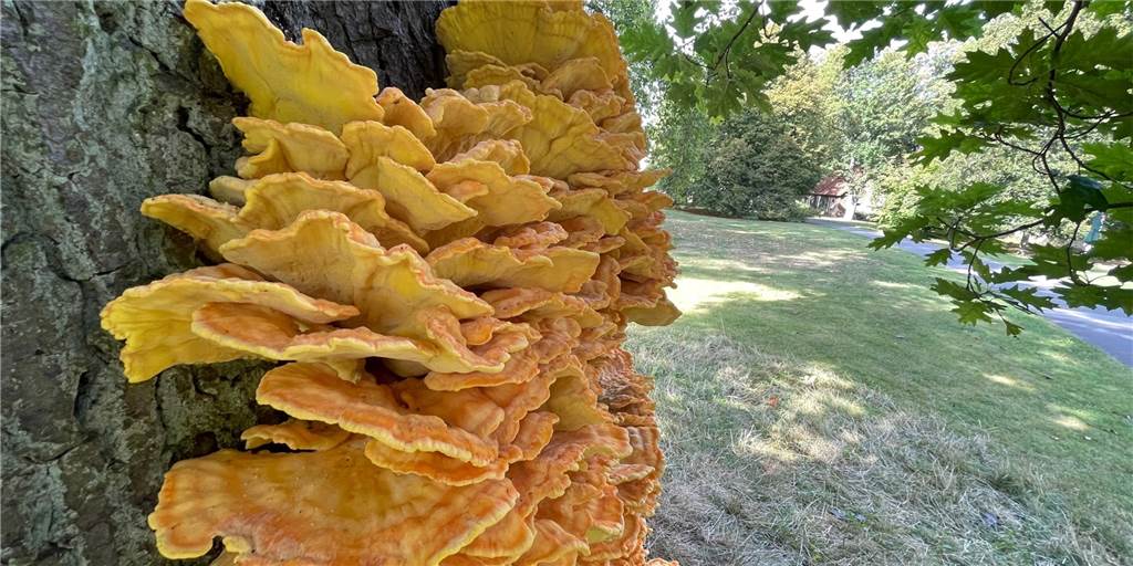 Schlossgarten in Cappenberg: Gelber XXL-Pilz ist ein tragischer Star Schräg gegenüber des Cafés Alte Kegelbahn im Park vor dem Schloss Cappenberg zieht ein Pilz alle Blicke auf sich.