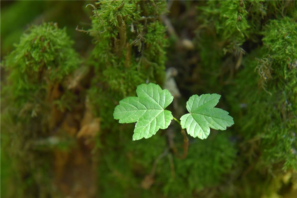 10 Dinge, die Sie im Wald dürfen - und 10 Dinge, die verboten sind Schützenswert: das Ökosystem im Wald - vom kleinen Pflänzchen bis zum großen Baum, von der Ameise bis zum Reh.