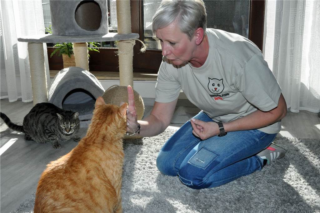 „Schul- und Spielstunde" mit ihren eigenen Katzen: Gismo (12) und Balou (2) fühlen sich bei Conny Sander und deren Familie pudelwohl.