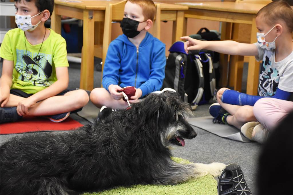 Hund Benni hilft Felicitasschülern, konzentriert und ruhig zu lernen Schulhund Benni befindet sich noch in der Ausbildung und muss sich noch an die vielen Kinder gewöhnen.