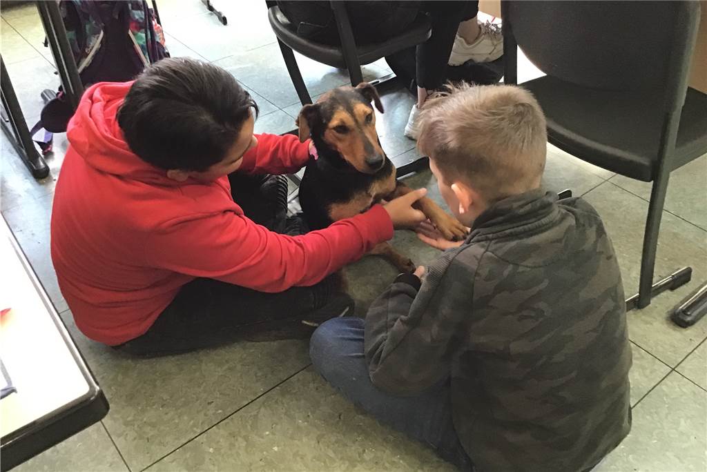 Wie Schulhündin „Funny“ den Unterricht an der Kreuzschule in Heek revolutioniert Schulhund Funny und die Schüler der Kreuzschule haben sich gut aneinandergewöhnt.