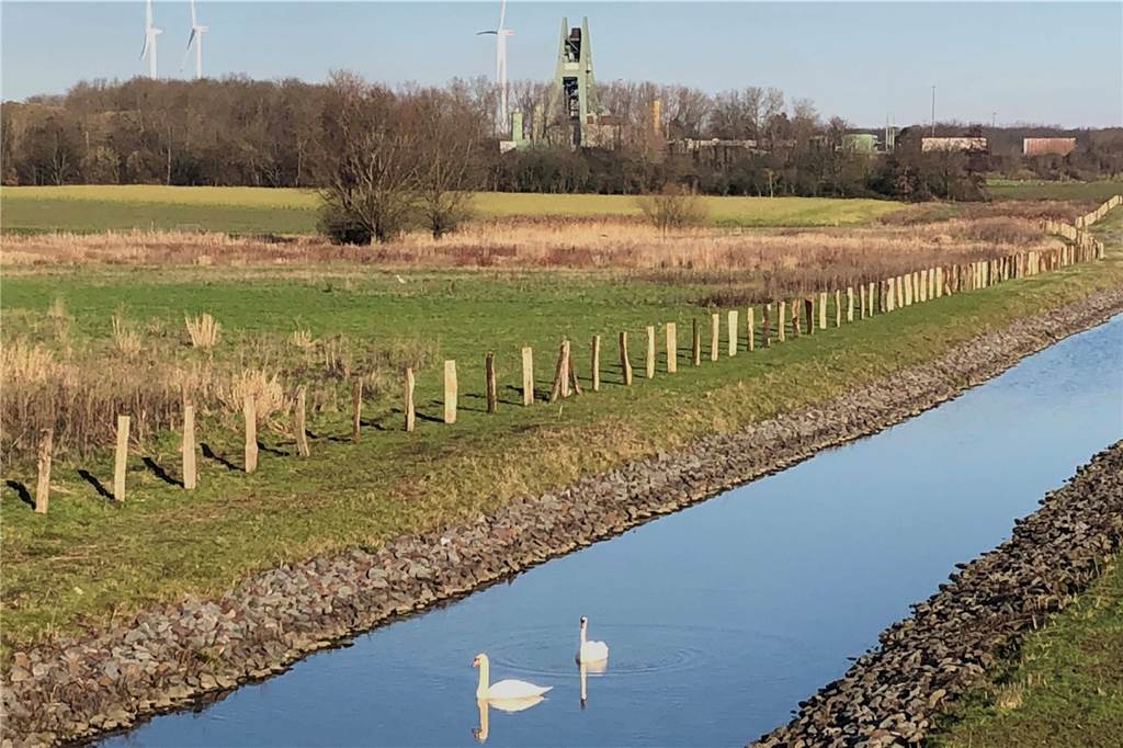 Freilaufende Hunde am Deich gefährden Natur und machen Schafe krank Schwäne ziehen ihres Weges auf einem neuen Wassergraben seitlich des neuen Lippedeiches.