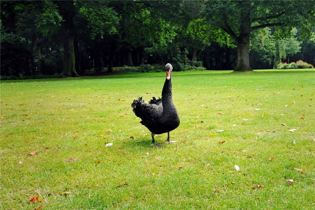 Mit Video: Nur noch ein Trauerschwan im Schlossgarten – Wo sind die anderen? Schwanpaar leben monogam. Wenn sie sich finden, dann für ein ganzes Leben.