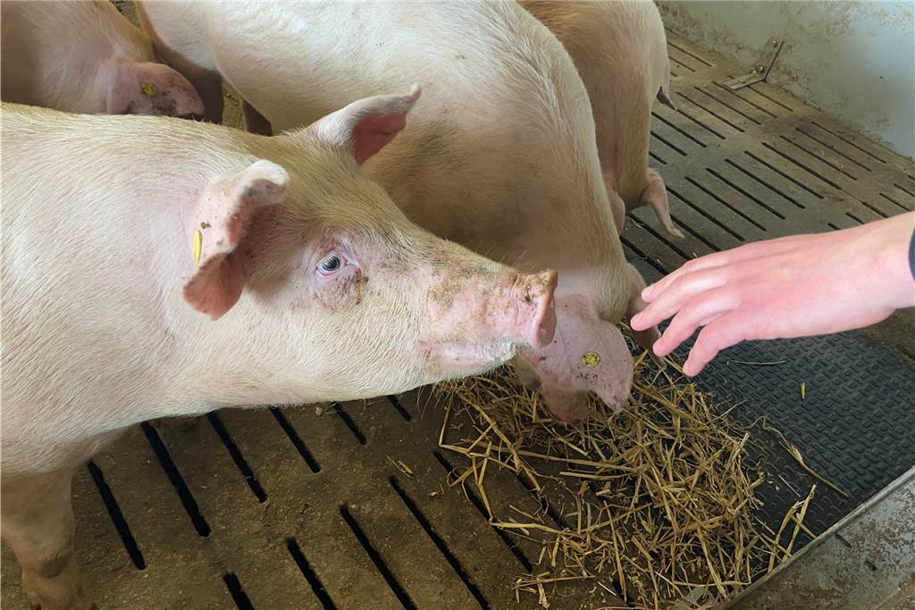 Schweine Hagemann Schweinefleisch Mast Masthaltung Massentierhaltung Schwein 