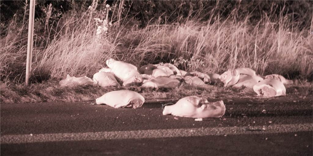 Schweinehälften auf A2 bei Dortmund: Sattelzug blockierte Autobahn-Auffahrt Schweinefleisch verteilte sich seit Freitagnachmittag auf der A2 bei Mengede: Ein Sattelzug war in Schieflage geraten und hielt auf dem Zubringer zur A2 an. Stundenlang dauerte es, bis das Problem beseitigt war.