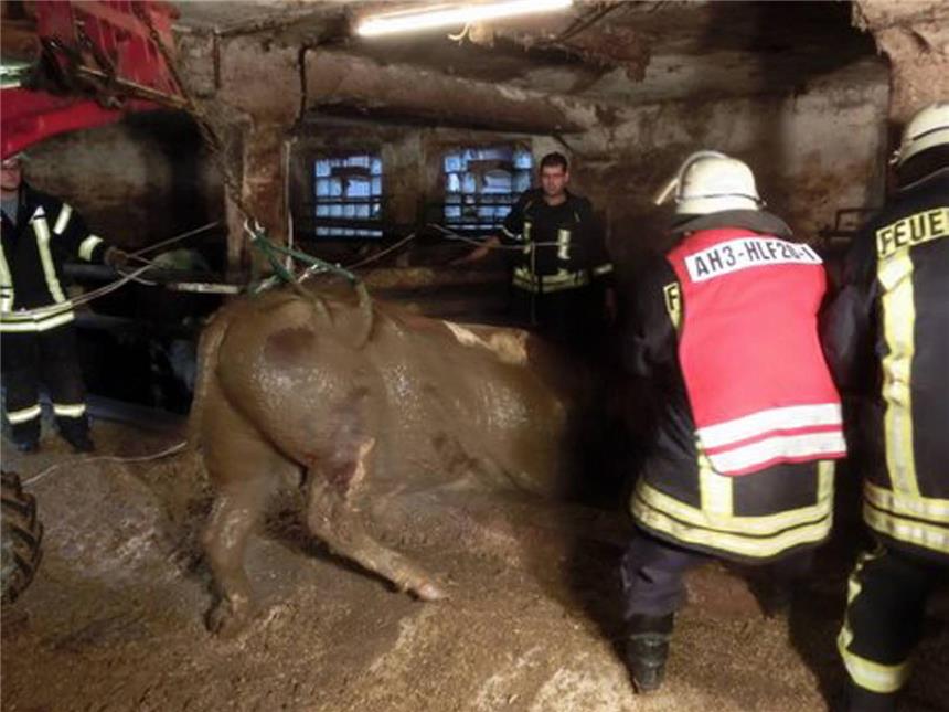 Fünf Bullen aus misslicher Lage befreit Schwerstarbeit bei der Rettung