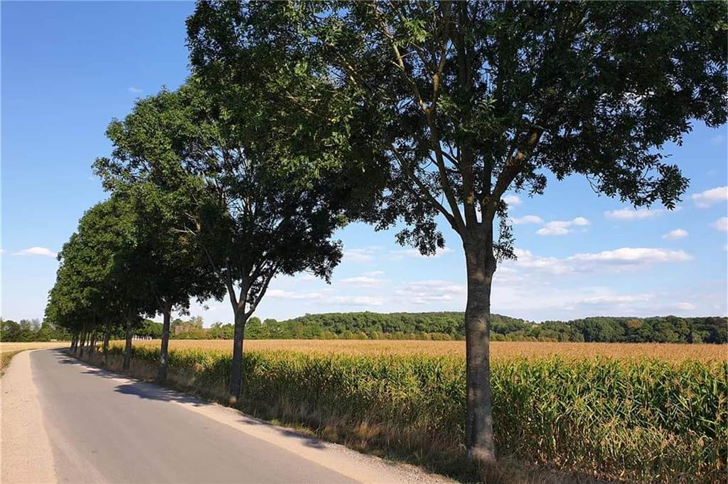Ein Feld und ein Weg für Radfahrer und Spaziergänger ist zu sehen.