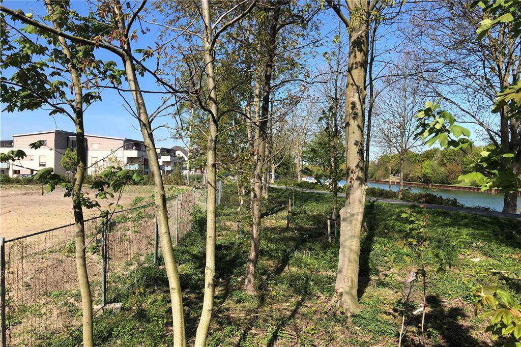 Traum-Baugrundstück am Kanal in Dorsten: 650 Euro pro Quadratmeter - ohne Haus Baugrundstück am Wesel-Datteln-Kanal mit den Caritas-Wohnhäusern im Hintergrund.