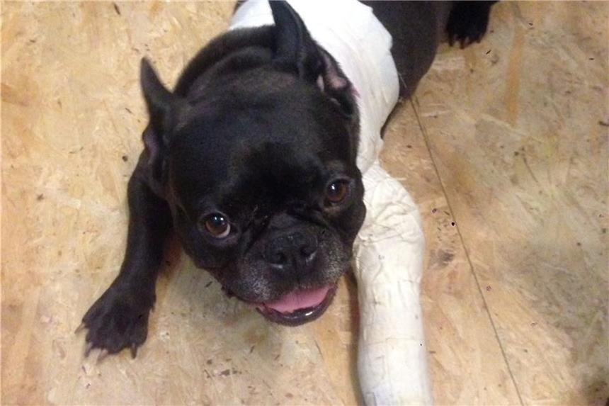 Bulldogge mit Trümmerbruch ausgesetzt Sechs Wochen lang darf die Hündin nicht laufen und nicht spielen.