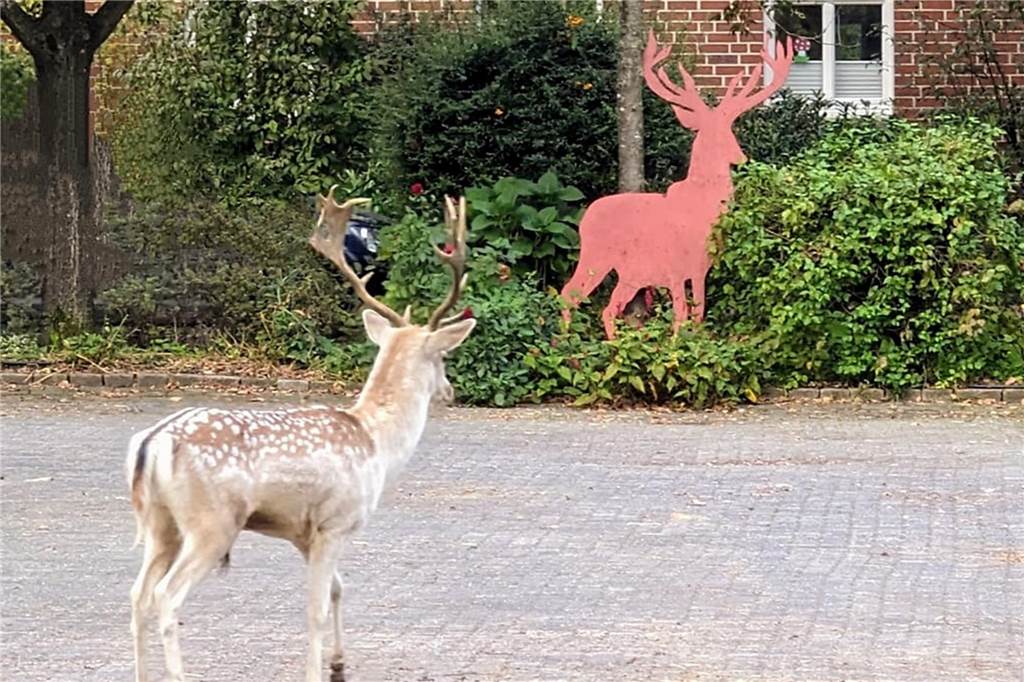 Seelenruhig betrachtet der Hirsch seinen "künstlerischen Artgenossen" am Hof Krampe.