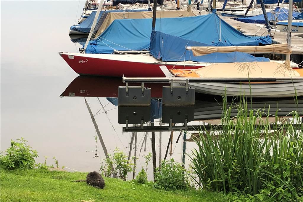 Natur vor der Haustür - Nutria zu Gast an der Terrasse der Kajüte Seelenruhig nahm das Nutria seine Abendmahlzeit in der Stadtmühlenbucht ein.