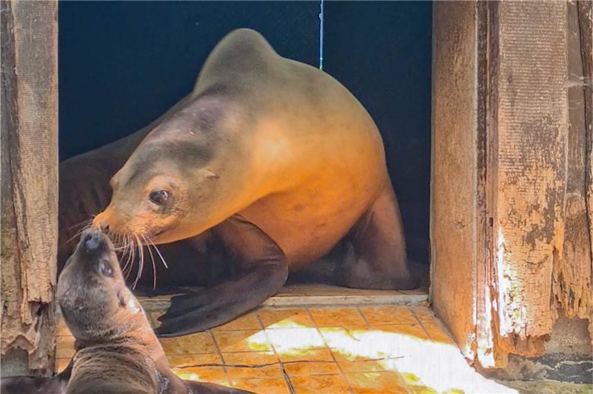 Schock im Zoo Dortmund: Junge Seelöwin ist überraschend tot Seelöwen-Mutter "Nixe" und ihr Robbenbaby "Luna" kurz nach der Geburt. Nun ist das Jungtier im Dortmunder Zoo überraschend gestorben.