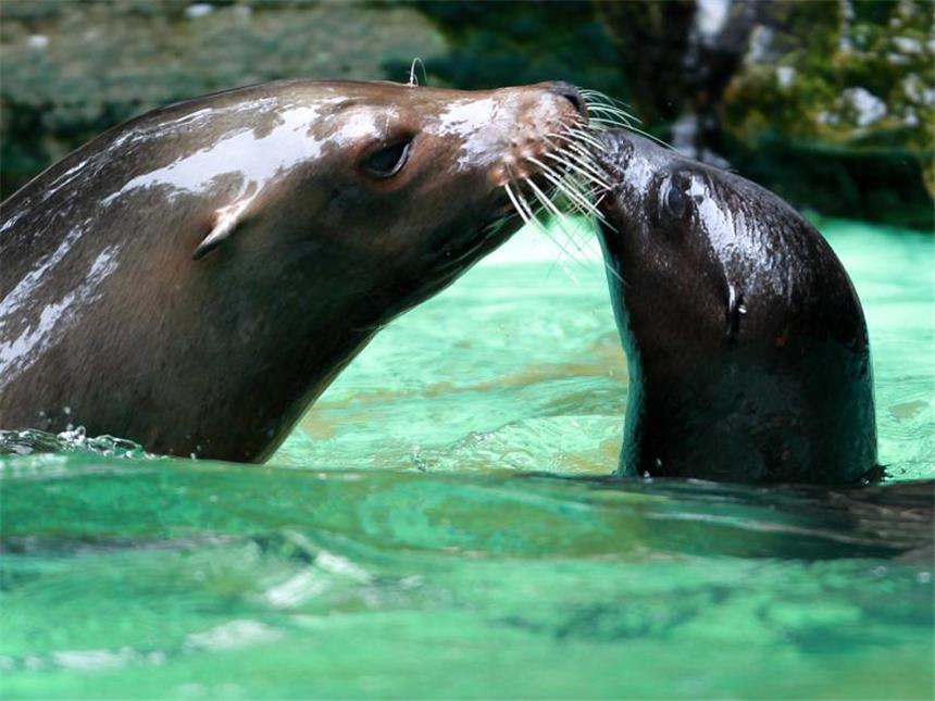Erschlagene Seelöwin Holly: Zoo-Pfleger beseitigten Spuren Seelöwin Holly (l.) wurde von Unbekannten erschlagen. Die Suche nach den Verantwortlichen gestaltet sich jedoch schwierig. Foto: Roland Weihrauch/Archiv