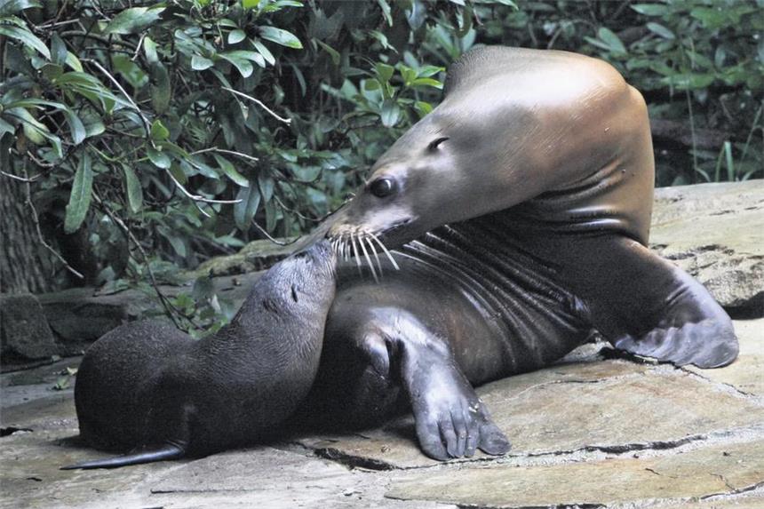 Zoo-Star Holly vermutlich von Unbekannten erschlagen Seelöwin Holly schmust auf unserem Archivbild mit ihrem Nachwuchs „Nixe“. Jetzt wurde Holly offenbar Opfer eines brutalen Angriffs.