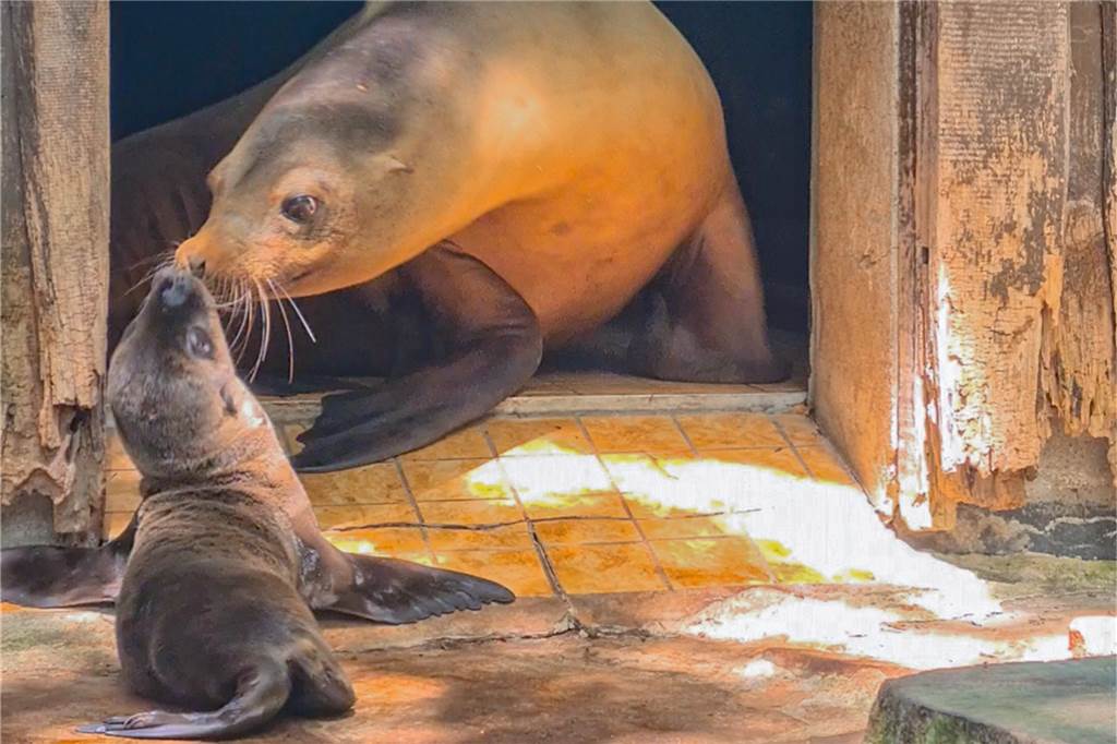 Nachwuchs im Zoo Dortmund: Süße Fotos von Jungtier und Mutter Seelöwin Nixe mit ihrer neugeborenen Tochter.