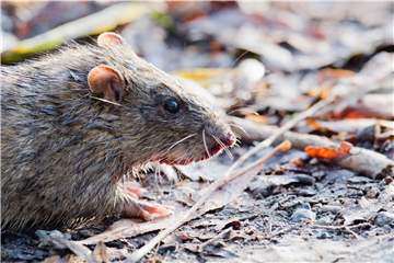 Sehen niedlich aus, in der Wohnung will man sie aber nicht haben: eine Ratte. (Symbolbild)