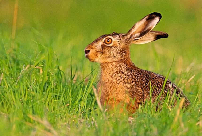 Hase in Olfen stirbt an ansteckender Hasenpest Sein Revier wird immer kleiner, und jetzt greift auch noch die Hasenpest um sich: Dem Hasen geht es zurzeit nicht gut – und das kurz vor Ostern. Laut Naturschutzbund NRW ist seine Zahl seit 2006 stark gesunken – auf niedrigem Niveau aber stabil.
