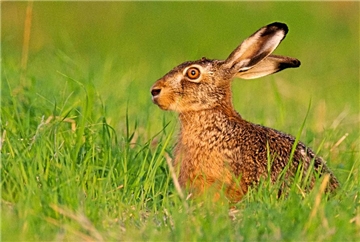 Sein Revier wird immer kleiner, und jetzt greift auch noch die Hasenpest um sich: Dem Hasen geht es zurzeit nicht gut – und das kurz vor Ostern. Laut Naturschutzbund NRW ist seine Zahl seit 2006 stark gesunken – auf niedrigem Niveau aber stabil.