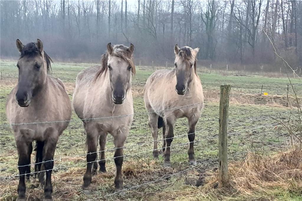 Seit 2012 leben neben Heckrindern auch Konikpferde nahezu wild in der Davert. Mit den rabenschwarzen Pferden, die Schenkewalds Kutsche gezogen haben, scheinen sie aber bei aller Wildheit nichts zu tun zu haben.