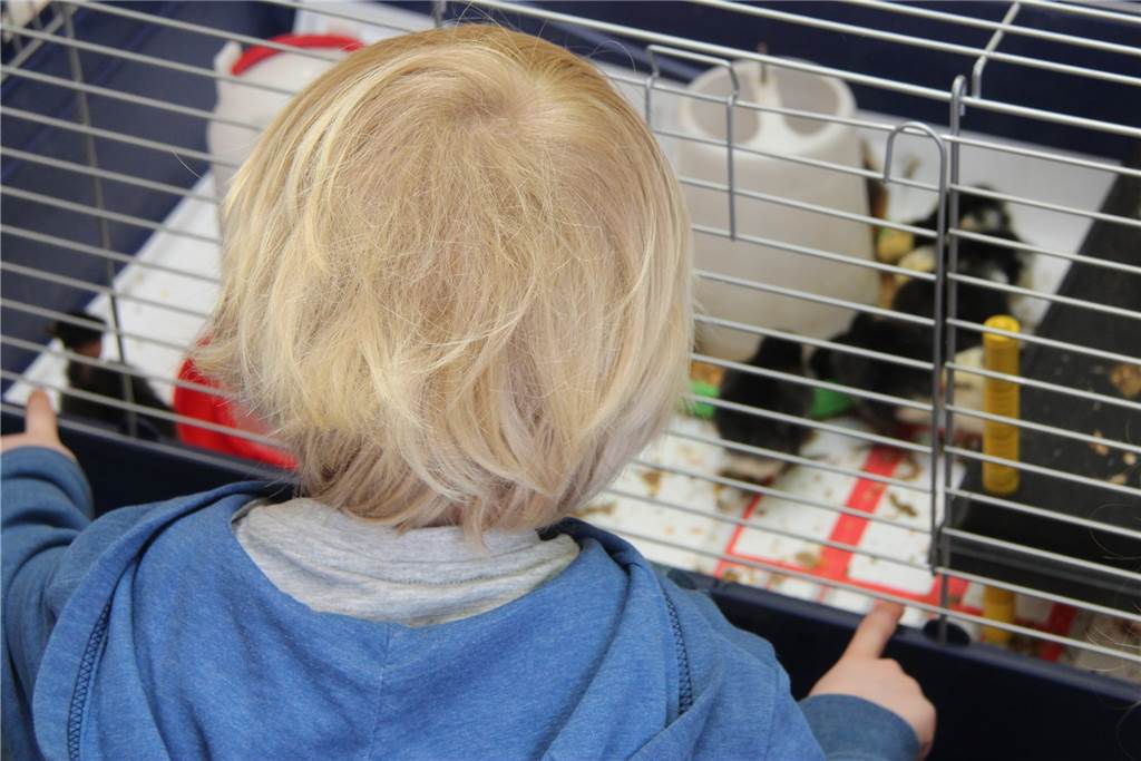 Flauschige Osterfreude: 23 kleine Küken sind im St. Marien Kindergarten geschlüpft Seit Anfang April verfolgen die Kinder die Entwicklung und Geburt der Küken.