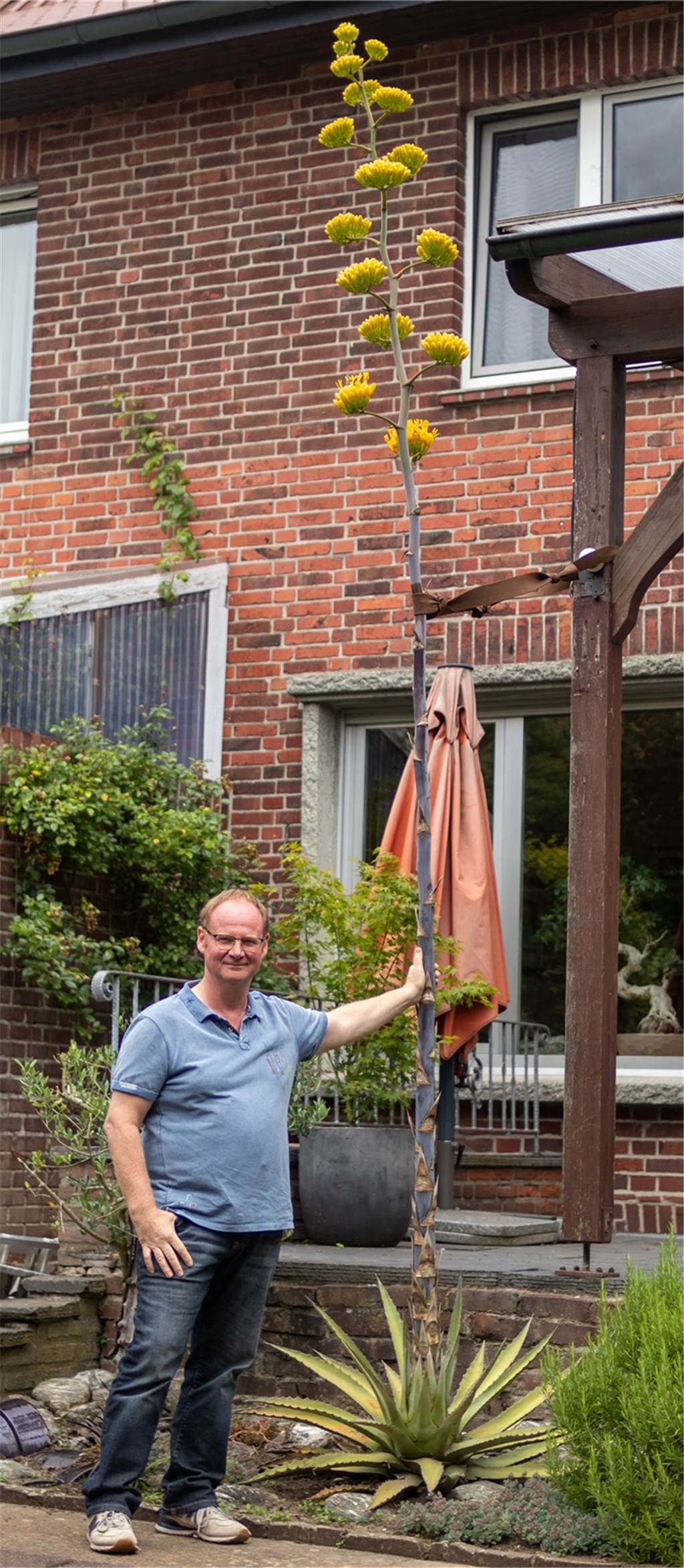 Sensation: Tropenpflanze blüht plötzlich in Ahauser Garten – trauriges Ende naht Seit Anfang Mai ist der Blütenstand gewachsen. Jetzt öffnen sich die Blüten langsam. Das Ehepaar Dieker hofft, dass die Pflanze noch einige Ableger bildet. Nach dieser Blüte wird sie nämlich absterben.