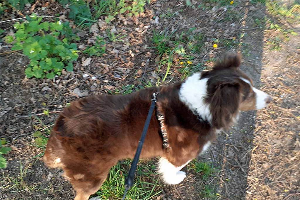 Hunde-Halterin verzweifelt: „Tun alles, um Ina zurückzubekommen“ Ein Hund steht im Garten.