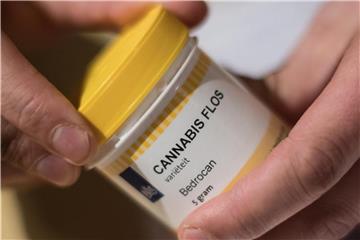 Seit die Nutzung von Cannabis zu medizinischen Zwecken erlaubt ist, nehmen die verschriebenen Behandlungen von Monat zu Monat deutlich zu. Foto: Andreas Arnold/dpa