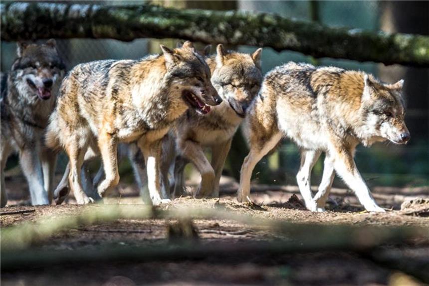 Seit im Jahr 2000 ein erstes Rudel in Deutschland nachgewiesen wurde, hat die Wolfspopulation stark zugenommen. Foto: Alexander Heinl