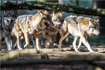 Seit im Jahr 2000 ein erstes Rudel in Deutschland nachgewiesen wurde, hat die Wolfspopulation stark zugenommen. Foto: Alexander Heinl
