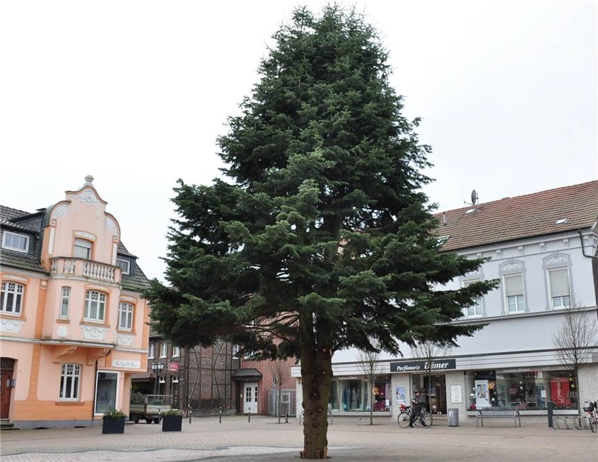 Seit Montag schmückt die Tanne den Olfener Marktplatz.