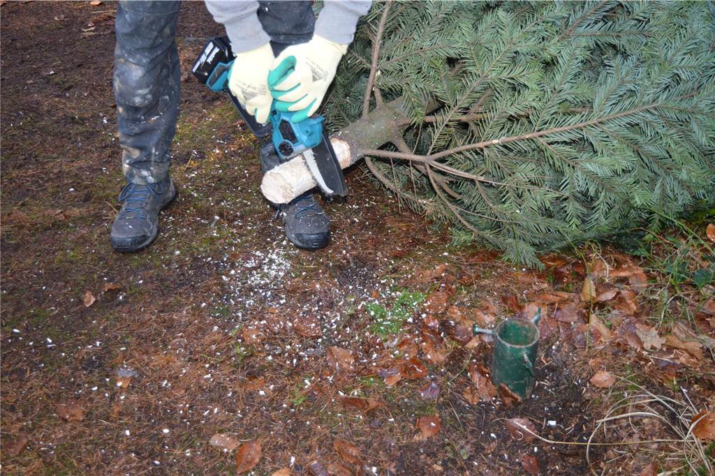 Geheime Mission: Waldwichtel sorgen für Weihnachtszauber in der Bröke Weihnachtszauber in der Bröke.