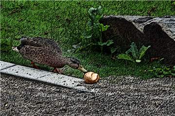 Selbst ganze Brötchen werfen Menschen den Enten hin, die damit natürlich nichts anfangen können. Aber vielleicht die Ratten.