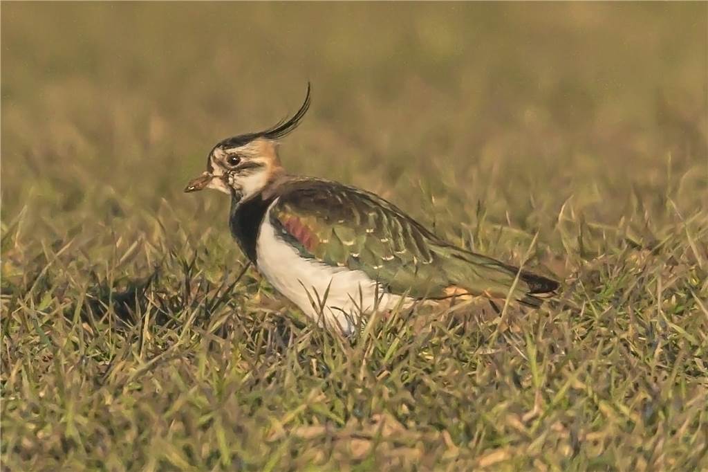 Selten gewordene Vogelarten wie der Kiebitz sollen in geschützten Gebieten einen Lebensraum finden.
