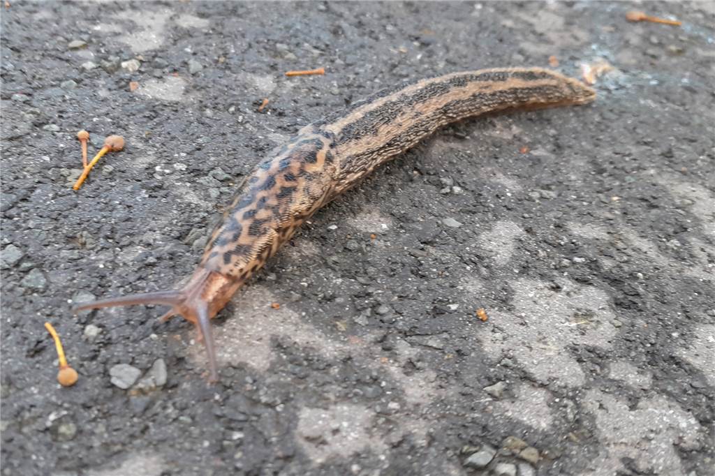 Nacktschnecke im Tiger-Dress ist der Kamasutra-Meister der Weichtiere Seltene Begegnung: ein Tigerschnegel auf dem Radweg an der B 54 in Wethmar. Was man ohne Größenvergleich nicht erkennt: Er ist fast 20 Zentimeter lang.