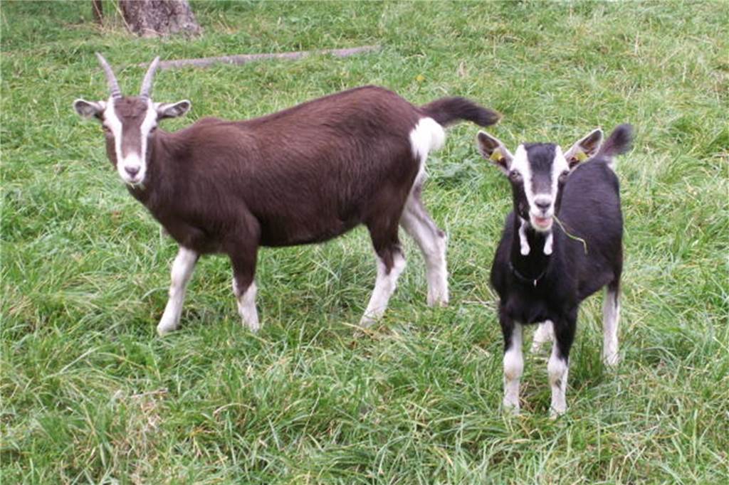 Was Wölfe in NRW für Tierhalter bedeuten: Herdenschutz contra Wolfs-Ansiedlung Zwei Ziegenlämmer stehen auf der Weide.
