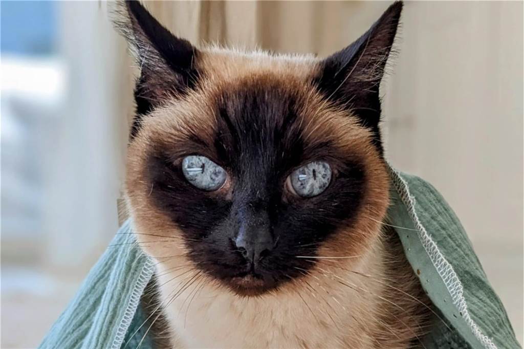 Eine Katze mit extrem hellblauen stechenden Augen.