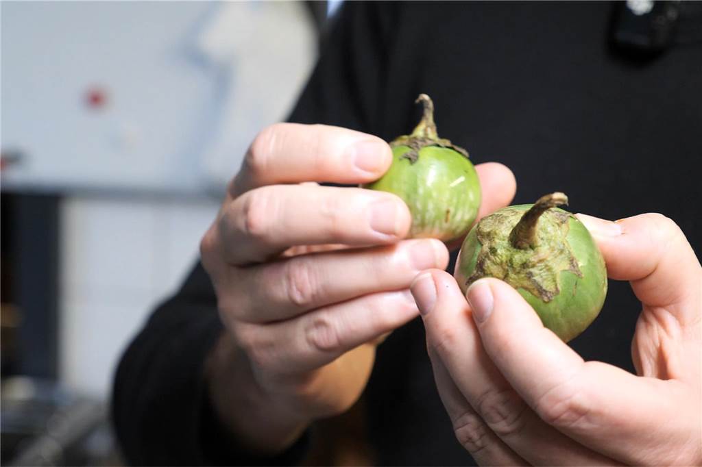 Chefkoch im Revier: Sittipong Suraudon ist Küchenchef im „Baan Sukhothai“ Ansicht einer thailändischen Aubergine im Restaurant "Baan Sukhothai" in Recklinghausen.