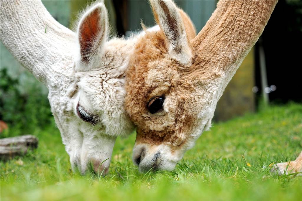 „Mission statt Profit“: Alpaka-Papa Daniel Hischke, seine Farm und der Ärger mit Hunden Sie gelten als ultrasüß und sehr zutraulich: In Castrop-Rauxel leben inzwischen 30 Alpakas auf zwei Farmen.
