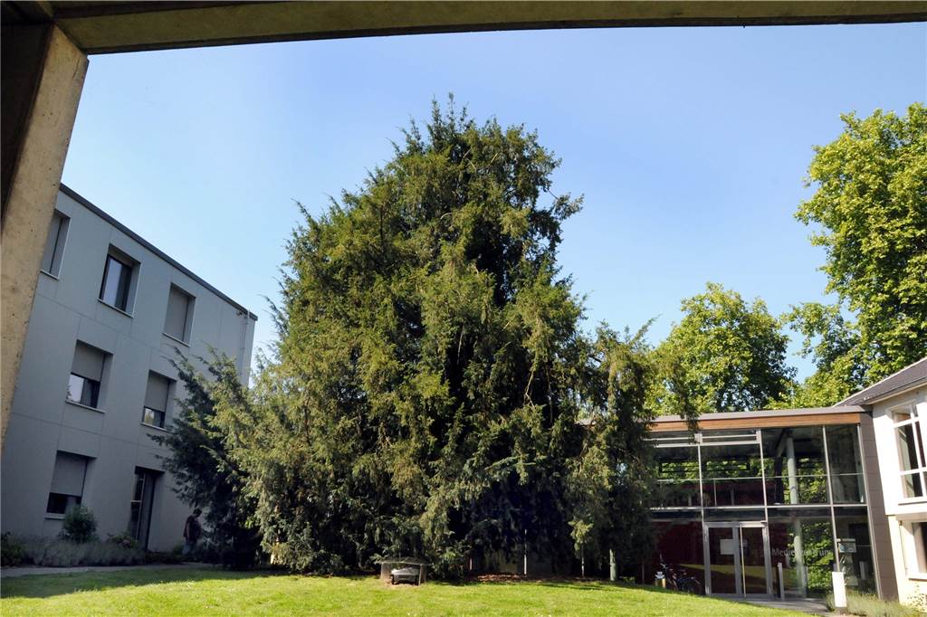 Sie gilt als der älteste Baum von Schwerte: Rund 400 Jahre alt ist die Eibe im Innenhof zwischen dem Evangelischen Studienwerk und dem Medienzentrum in Haus Villigst.