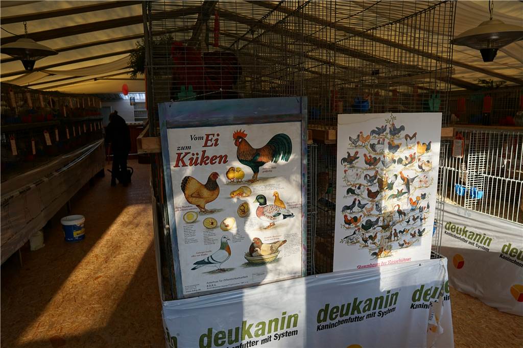 Sie sind stattlich oder winzig, gurren oder krähen - bei der Geflügelschau des GZV Eintracht Herbern gab es viel zu sehen.