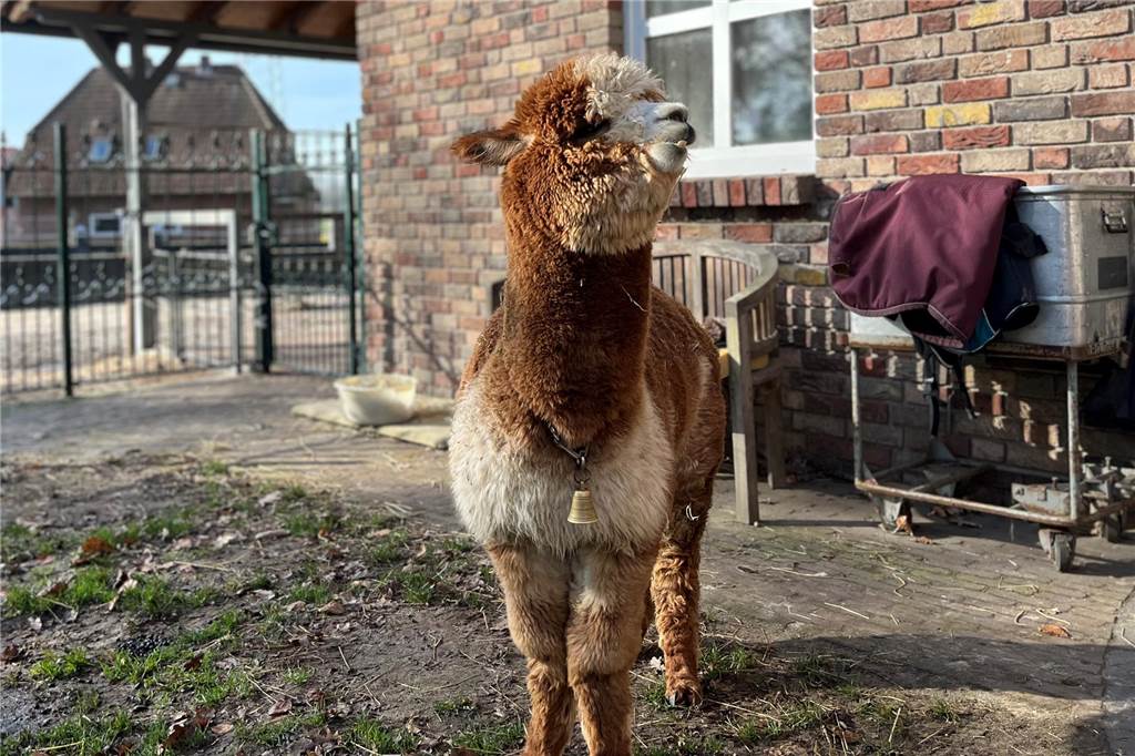 Simone und Talina Lorei geben Lopaka-Ranch wegen der Wölfe auf Sieben Alpaka-Hengste verlassen zusammen mit Talina Lorei Schermbeck.