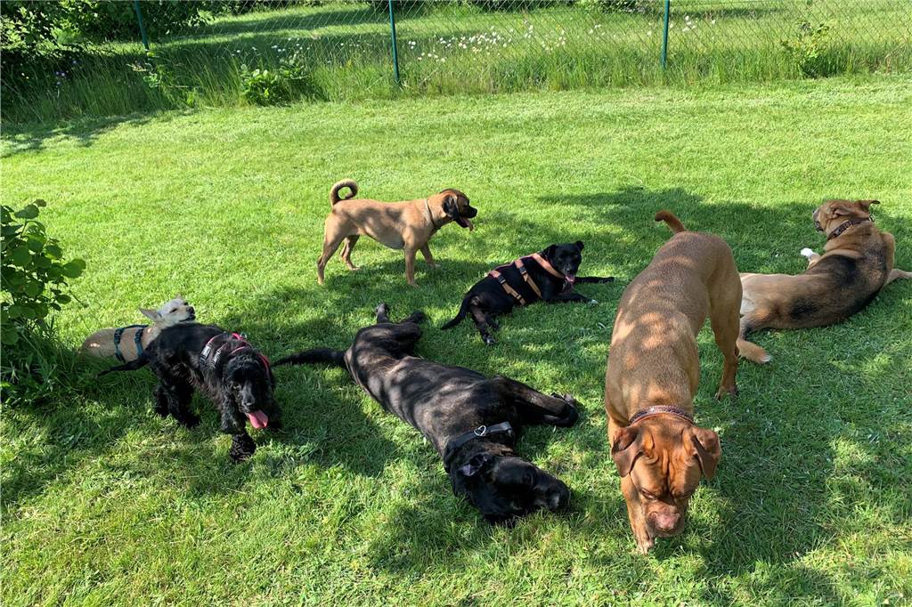 Sieben Hunde: Christiane Herrschaft ist stolz auf ihr Rudel Sieben Hunde im Haushalt sind eine Herausforderung. Doch ihr harmonisches Rudel erfüllt Christiane Herrschaft mit Stolz.