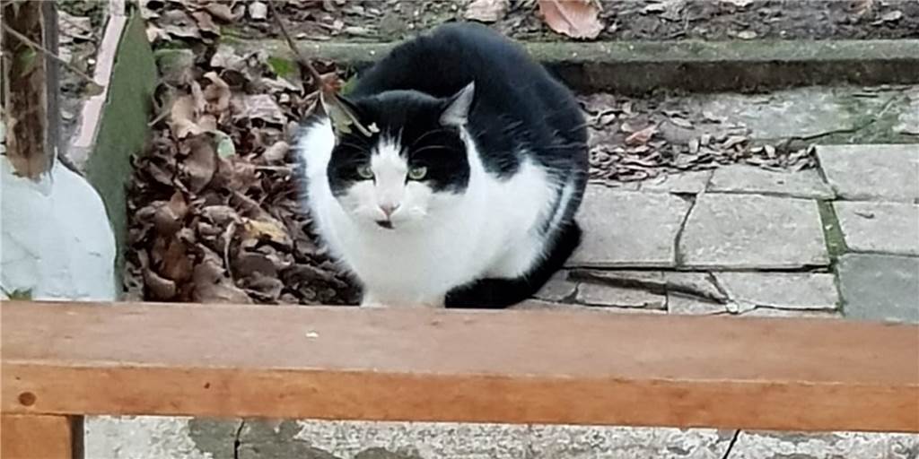 Tote Katze in Lüner Kleingartenverein: Ursache steht nach Obduktion fest Sieben Katzen haben in einer Kleingartenanlage in Schwansbell in Lünen gelebt. Ein Tier wurde Mitte März tot aufgefunden. Nach einer Obduktion steht nun die Ursache fest.