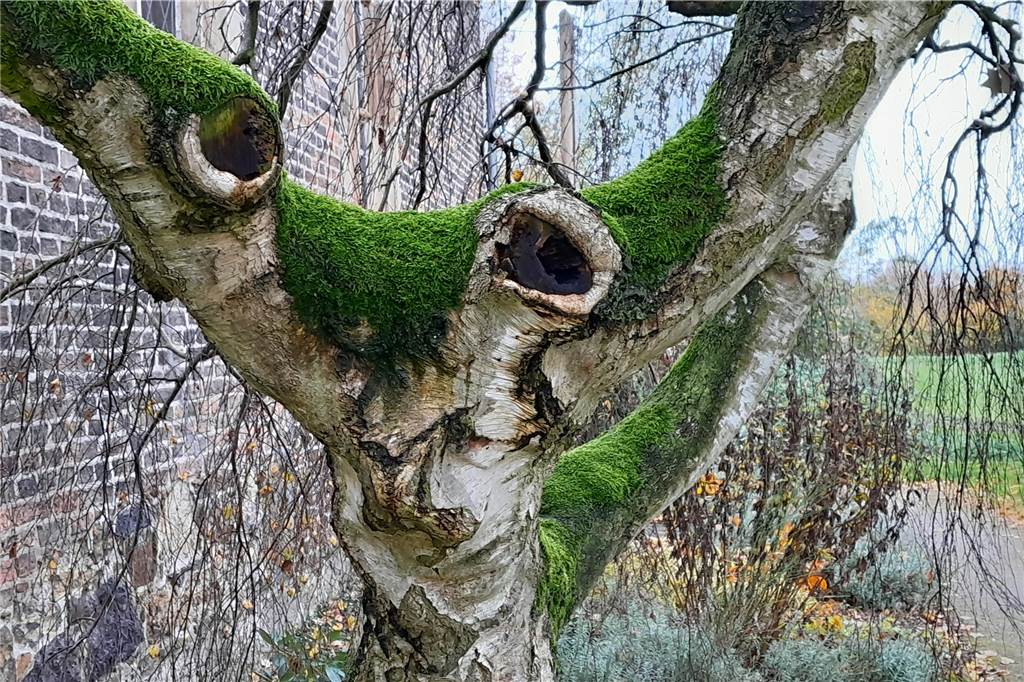 Sieht aus wie ein Wesen aus dem Weltraum mit großen Augen und Tentakel-Armen. Tatsächlich handelt es sich aber um eine etwas arg beschnittene Buche vor der St.-Antonius-Kapelle in Langern. Wie jeder Baum hat die Birke mit der Produktion von Wulsten auf die Verletzungen reagiert. Dieser natürliche Wundverschluss lässt uns heute vermeintliche Augen erkennen. 