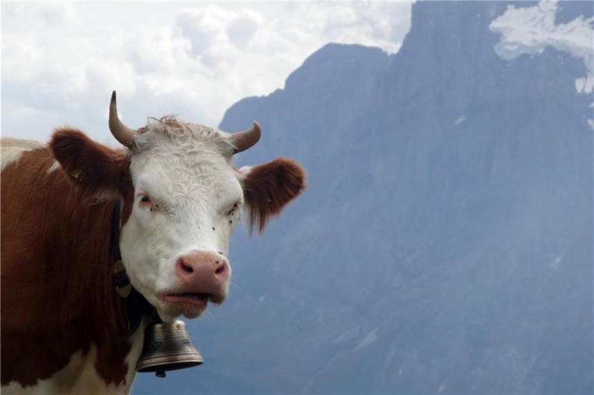 Beim Wandern keinen Kontakt zu Kühen auf Weide suchen Sieht friedlich aus, kann aber gefährlich werden: Wenn eine Kuh ihre Kälber beschützen will, attackiert sie manchmal auch Wanderer. Foto: Andrea Warnecke