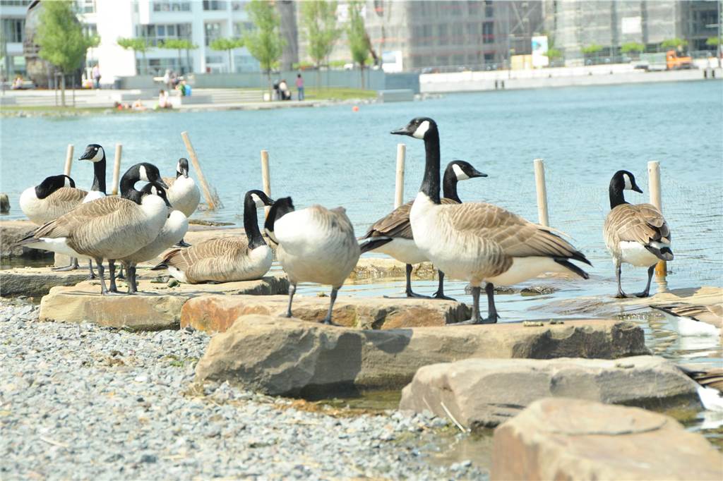 Kanadagänse am Phoenix-See gehen auf Jogger los Kanadagänse am Phoenix-See.