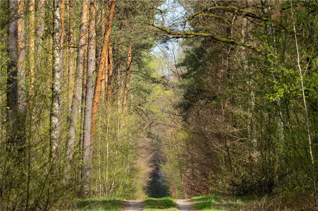 Sind Waldwege in der Region nicht breit genug und ungepflegt, kann es im Ernstfall schwierig werden für die Einsatzkräfte der Feuerwehr (Symbolbild). 