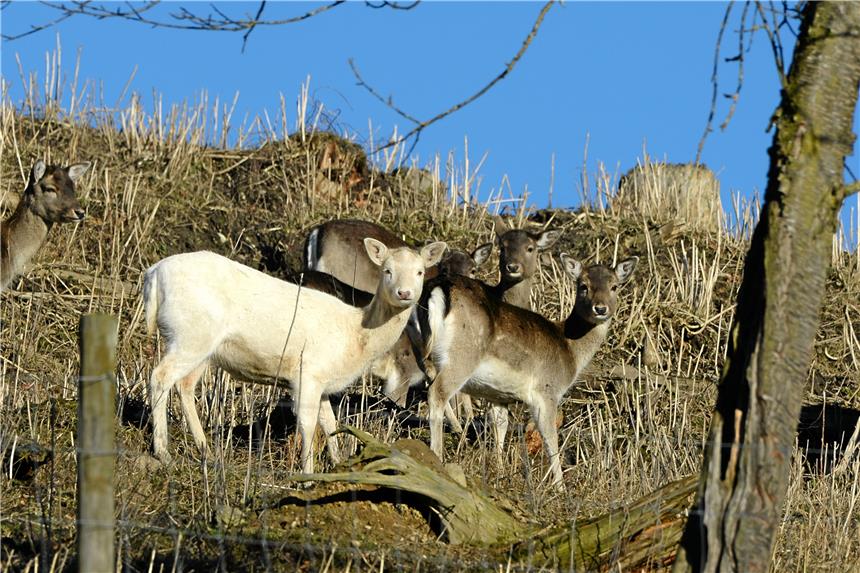 Äußerst seltenes Tier soll in Borkenbergen unterwegs sein So ein weißes Damwild (hier ein Symbolbild) hält sich derzeit in den Borkenbergen auf.dpa