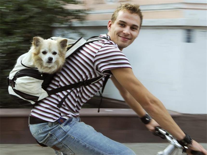 Immer auf Trab: Joggen und Radeln mit Hunden So geht es auch - aber fit wird der Hund nur, wenn er neben dem Rad her läuft. (Bild: Lübke/dpa/tmn)