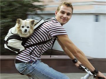 So geht es auch - aber fit wird der Hund nur, wenn er neben dem Rad her läuft. (Bild: Lübke/dpa/tmn)